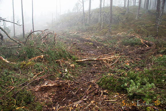 Etter skogshogsten