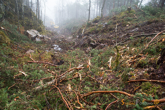 Etter skogshogsten
