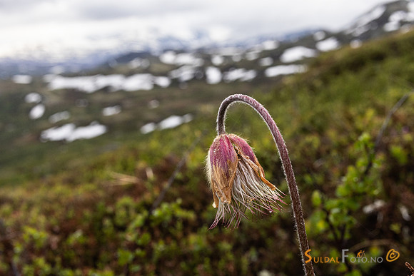 Avblomstra Mogop i Jotunheimen