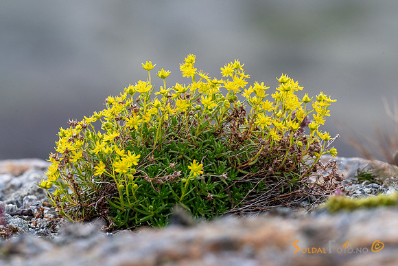 280724_ja_lun1405-1014