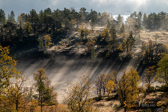 Tåke i skogen