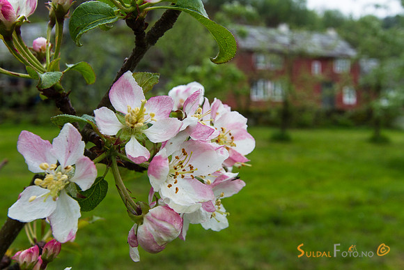 Fruktblomstring på Viga