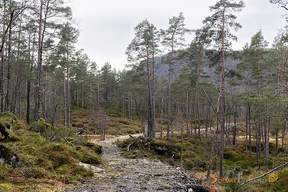 Skogsvei