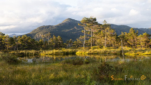 Myrtjern på Fiskebergåsen mot Hellandsnuten