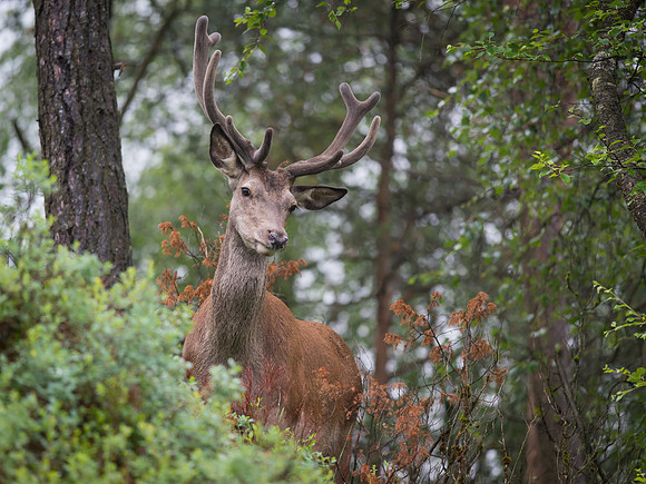 Hjortebukk