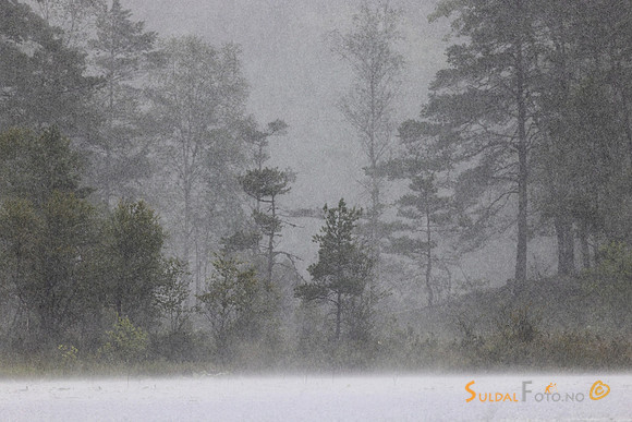 Tett regn over vannet