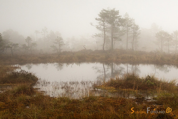 Skodde ved tjernet