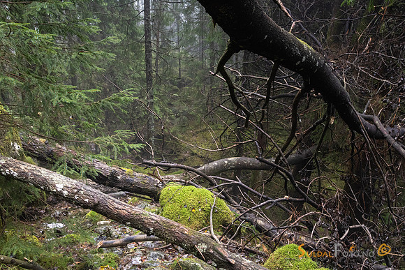Nedfalls