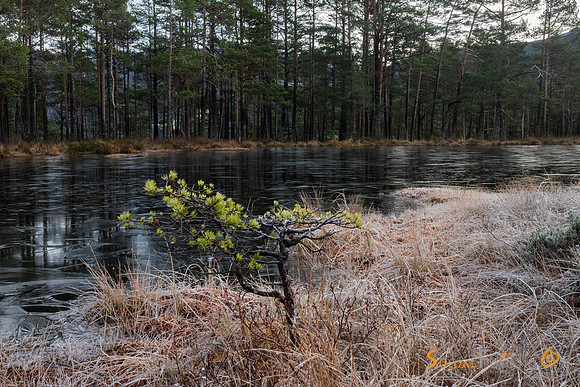Tynt islag på skogstjernet i Kvilldal