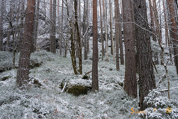 Nysnø i skogen