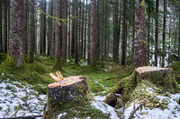 Hogst i granskogen