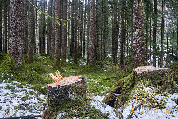Hogst i granskogen