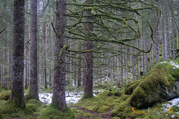 I granskogen