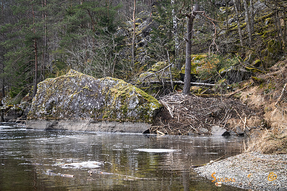 Beverhytte ved Førland i Suldalslågen