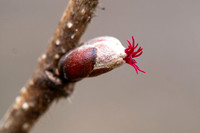 Hasselblomst