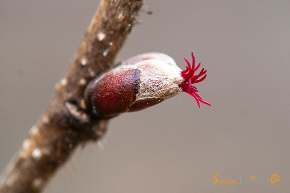 Hasselblomst