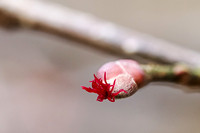 Hasselblomst