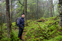 Skodde i skogen
