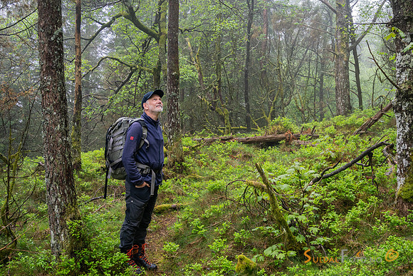 Skodde i skogen