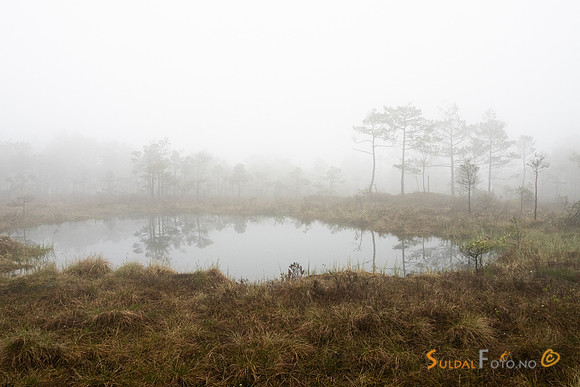 Skodde ved tjernet i Fiskebergåsen