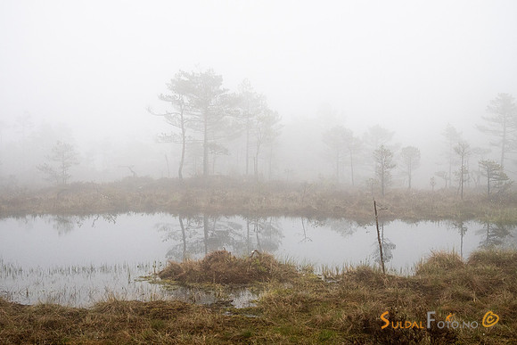 Skodde ved tjernet i Fiskebergåsen