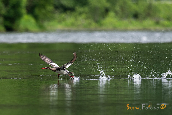 Silandflukt