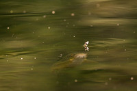 Døgnflua og ørreten