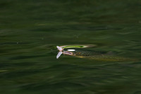 Døgnflua og ørreten