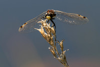 Småtorvlibelle