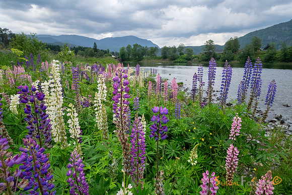 Lupin ved Suldalslågen
