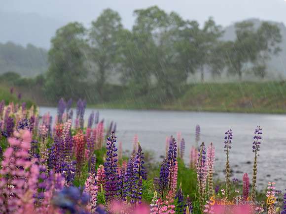 Lupin ved Suldalslågen