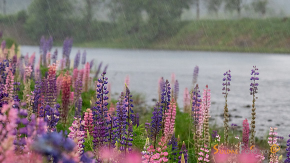 Lupin ved Suldalslågen