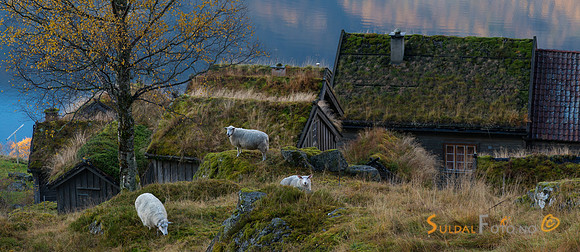 Sau ved Litunet, Ryfylkemuseet