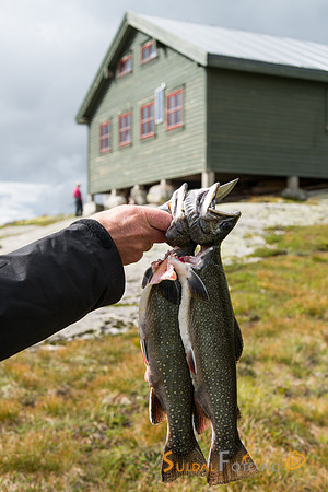 Dagens fangst, kanadisk bekkerøye