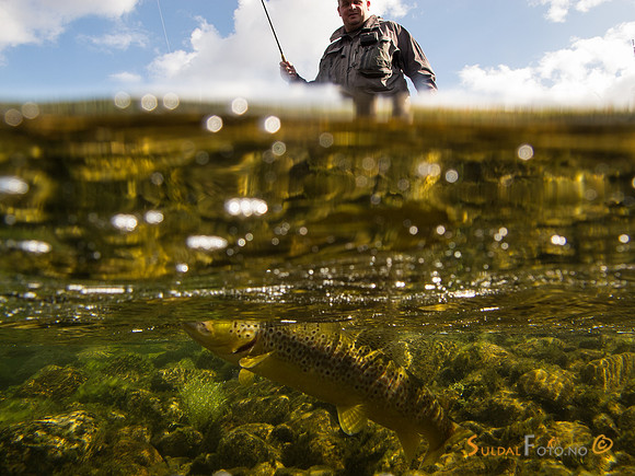 Fast fisk