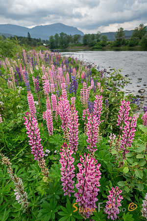 Lupin ved Suldalslågen