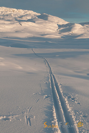Skispor