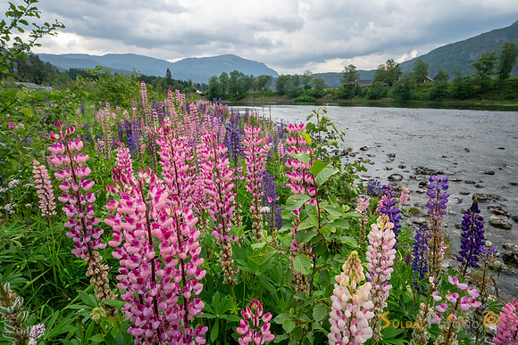 Lupin ved Suldalslågen