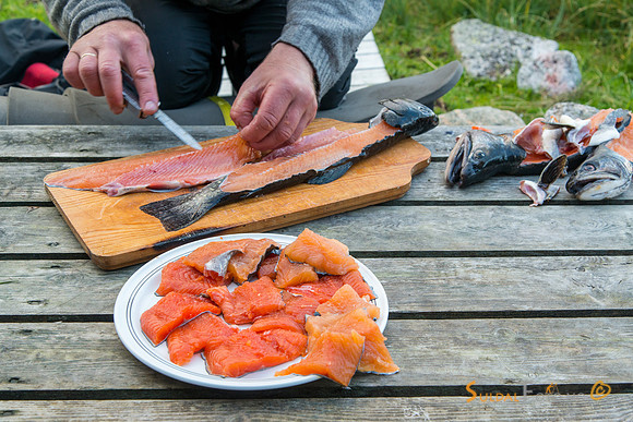 Filitering av dagens fangst
