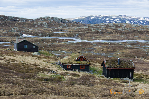 Skutetølen