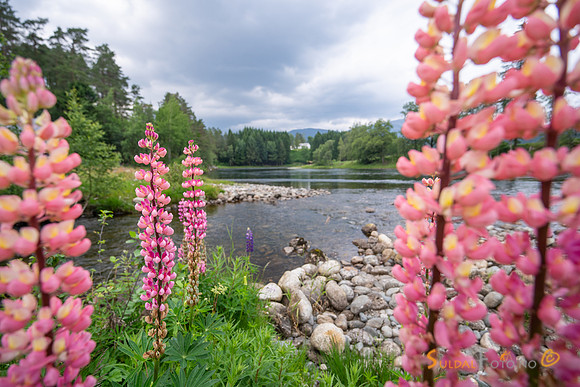 Lupin ved Suldalslågen