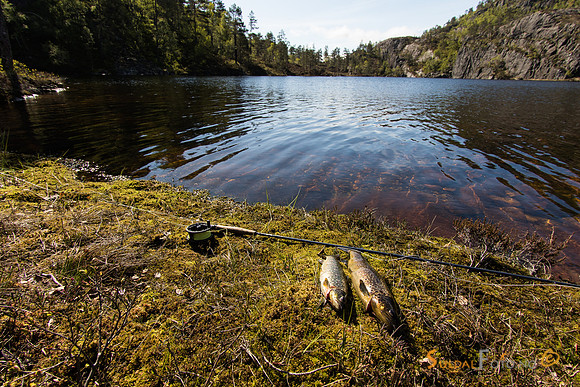 Ørret fra Vassdalstjørn