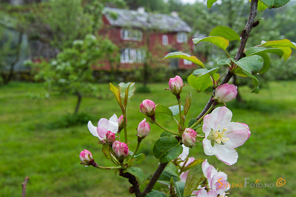 Fruktblomstring på Viga