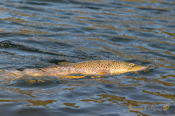 Fast fisk i fjellet