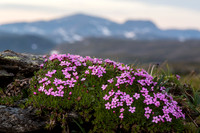 Fjellsmelle