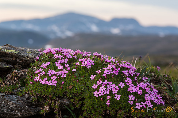 Fjellsmelle