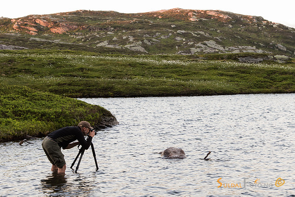 Fotografering av dødt reinsdyr i vannet