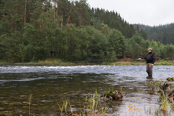 Laksefiske på Hiim i Suldalslågen
