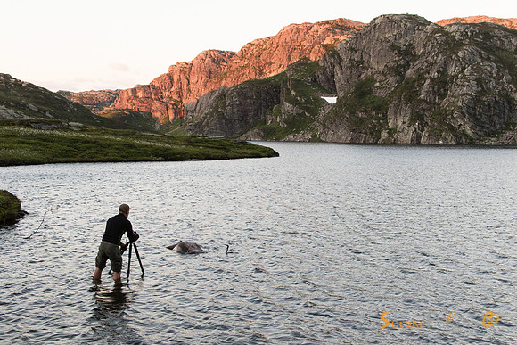 Fotografering av dødt reinsdyr i vannet