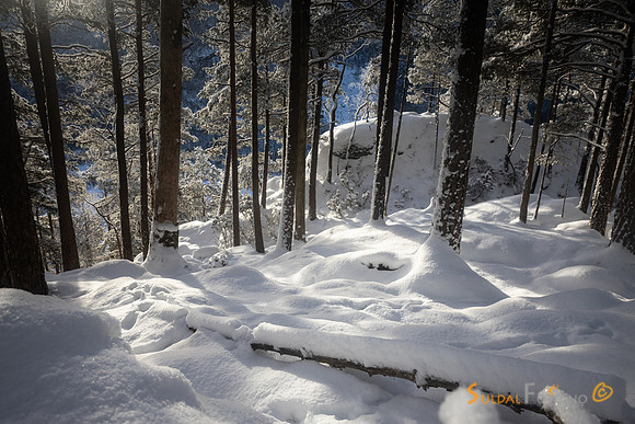 Snøtung furuskog